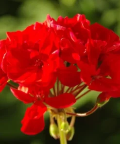 Red Geranium Live Plant - 3-5 Inch Starter, Outdoor Flower Plant - Image 3