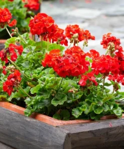Red Geranium Live Plant - 3-5 Inch Starter, Outdoor Flower Plant - Image 4