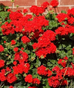 Red Geranium Live Plant - 3-5 Inch Starter, Outdoor Flower Plant - Image 5