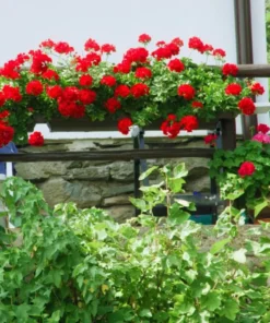 Red Geranium Live Plant - 3-5 Inch Starter, Outdoor Flower Plant - Image 6