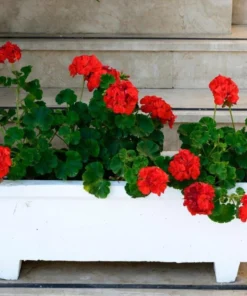 Red Geranium Live Plant - 3-5 Inch Starter, Outdoor Flower Plant - Image 9