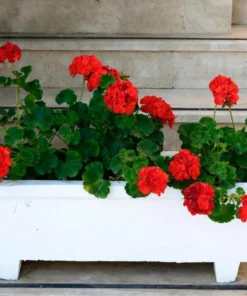 Red Geranium Live Starter Plants - 2 Pack, 2-3 Inch Tall Seedlings - Image 10