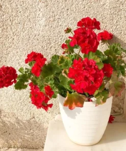 Red Geranium Live Starter Plants - 2 Pack, 2-3 Inch Tall Seedlings - Image 2
