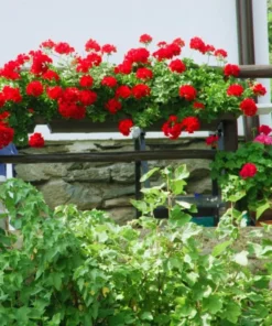 Red Geranium Live Starter Plants - 2 Pack, 2-3 Inch Tall Seedlings - Image 4