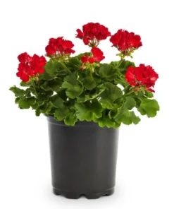 Red Geranium Live Starter Plants - 2 Pack, 2-3 Inch Tall Seedlings - Image 5