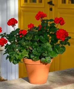 Red Geranium Live Starter Plants - 2 Pack, 2-3 Inch Tall Seedlings - Image 7