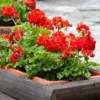 Red Geranium Live Starter Plants - 2 Pack, 2-3 Inch Tall Seedlings - Image 1
