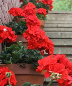 Red Geranium Live Starter Plants - 2 Pack, 2-3 Inch Tall Seedlings - Image 8