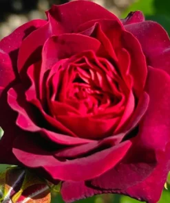 Red Hybrid Tea Rose Live Plant, Fragrant Rose Bush, 5-9 Inch Tall Starter - Image 2