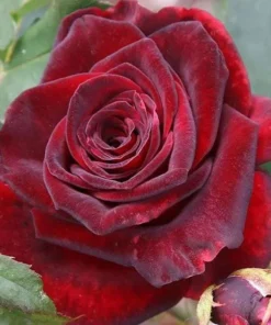 Red Hybrid Tea Rose Live Plant, Fragrant Rose Bush, 5-9 Inch Tall Starter - Image 3
