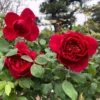 Red Hybrid Tea Rose Live Plant, Fragrant Rose Bush, 5-9 Inch Tall Starter - Image 1