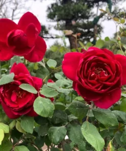 Red Hybrid Tea Rose Live Plant, Fragrant Rose Bush, 5-9 Inch Tall Starter - Image 1