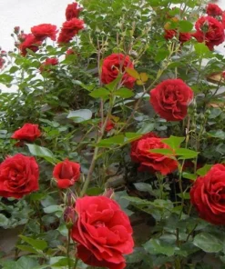Red Hybrid Tea Rose Live Plant, Fragrant Rose Bush, 5-9 Inch Tall Starter - Image 4