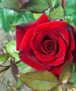 Red Hybrid Tea Rose Live Plant, Fragrant Rose Bush, 5-9 Inch Tall Starter - Image 5