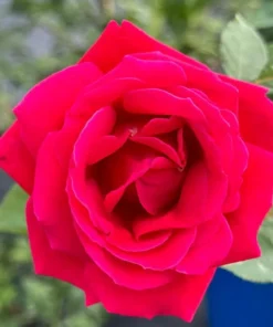 Red Hybrid Tea Rose Live Plant, Fragrant Rose Bush, 5-9 Inch Tall Starter - Image 6