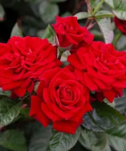 Red Hybrid Tea Rose Live Plant, Fragrant Rose Bush, 5-9 Inch Tall Starter - Image 8