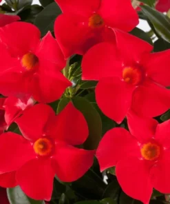 Red Mandevilla Vine Live Plant - Tropical Dipladenia Flowers - 10-20 Inch Tall - Image 2