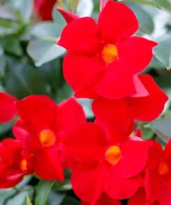 Red Mandevilla Vine Live Plant - Tropical Dipladenia Flowers - 10-20 Inch Tall - Image 3