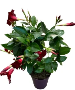 Red Mandevilla Vine Live Plant - Tropical Dipladenia Flowers - 10-20 Inch Tall - Image 4