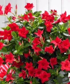 Red Mandevilla Vine Live Plant - Tropical Dipladenia Flowers - 10-20 Inch Tall - Image 5