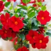 Red Mandevilla Vine Live Plant - Tropical Dipladenia Flowers - 10-20 Inch Tall - Image 1