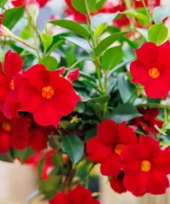Red Mandevilla Vine Live Plant - Tropical Dipladenia Flowers - 10-20 Inch Tall - Image 1