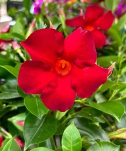Red Mandevilla Vine Live Plant - Tropical Dipladenia Flowers - 10-20 Inch Tall - Image 6