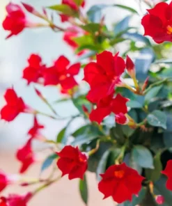 Red Mandevilla Vine Live Plant - Tropical Dipladenia Flowers - 10-20 Inch Tall - Image 7