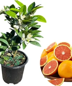 Red Navel Orange Live Plant - 1 Gallon Pot, 1 Foot Tall Fruit Tree Outdoor - Image 6
