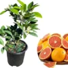 Red Navel Orange Live Plant - 1 Gallon Pot, 1 Foot Tall Fruit Tree Outdoor - Image 1