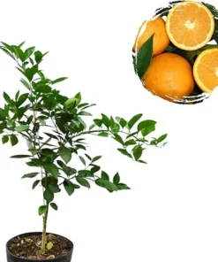 Red Navel Orange Live Plant – 2-3 Ft Tall Citrus Fruit Tree in 3 Gallon Pot Outdoor - Image 7