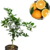 Red Navel Orange Tree Live Plant - 2-3 Ft Tall, 3 Gallon Pot, Outdoor Citrus - Image 1