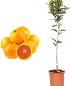 Red Navel Orange Tree Live Plant - Cara Cara Citrus - 1 Gallon Pot - Image 5