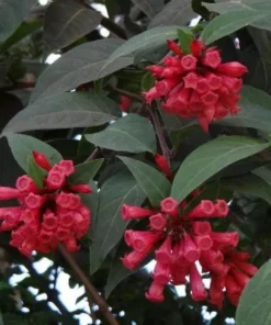 Red Night Blooming Jasmine Live Plant - Cestrum Newellii - 2 Pack, 5-8