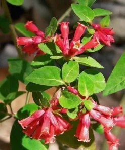 Red Night Blooming Jasmine Live Plant - Cestrum Newellii - 2 Pack, 5-8