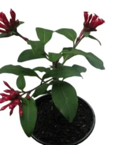 Red Night Blooming Jasmine Live Plant - Cestrum Newellii - 2 Pack, 5-8