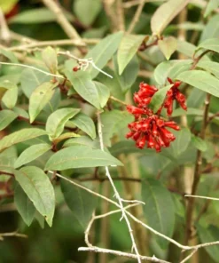 Red Night Blooming Jasmine Live Plant - Cestrum Newellii - 2 Pack, 5-8