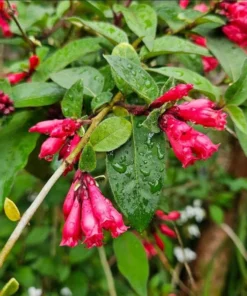 Red Night Blooming Jasmine Live Plant - Cestrum Newellii - 2 Pack, 5-8