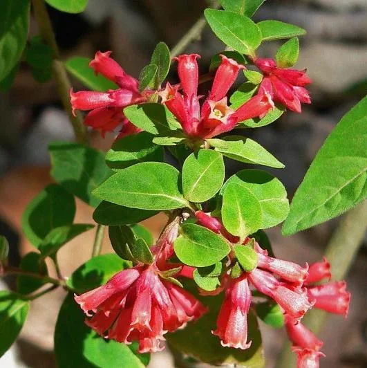 Red Night Blooming Jasmine Live Plant - Crimson Cestrum Bush 5-8" Tall - Image 2