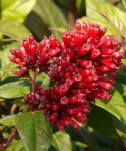 Red Night Blooming Jasmine Live Plant - Crimson Cestrum Bush 5-8
