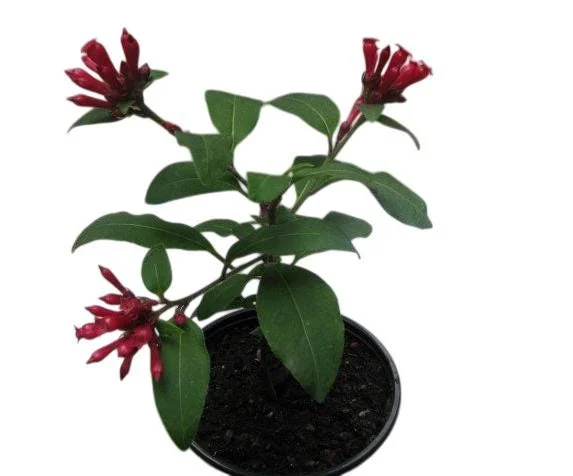 Red Night Blooming Jasmine Live Plant - Crimson Cestrum Bush 5-8" Tall - Image 4