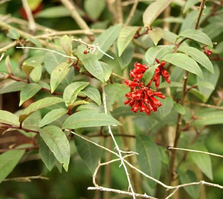 Red Night Blooming Jasmine Live Plant - Crimson Cestrum Bush 5-8" Tall - Image 5