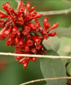 Red Night Blooming Jasmine Live Plant - Crimson Cestrum Bush 5-8