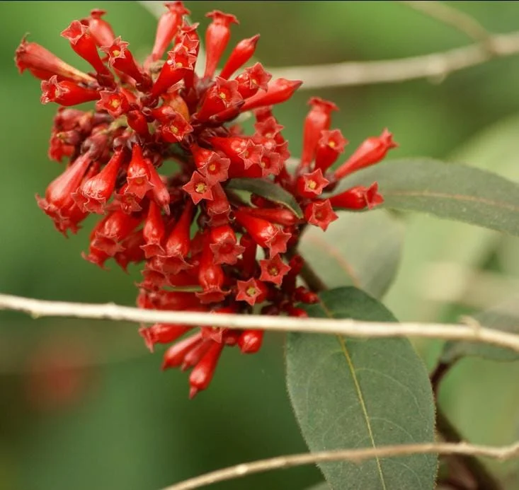 Red Night Blooming Jasmine Live Plant - Crimson Cestrum Bush 5-8" Tall - Image 6