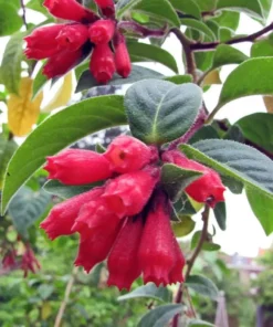 Red Night Blooming Jasmine Live Plant - Crimson Cestrum Bush 5-8