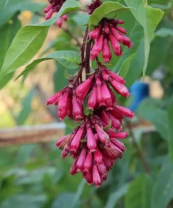 Red Night Blooming Jasmine Live Plant - Crimson Cestrum Bush 5-8