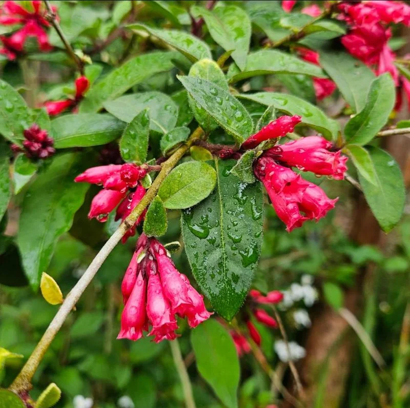 Red Night Blooming Jasmine Live Plant - Crimson Cestrum Bush 5-8" Tall - Image 1