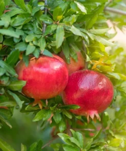 Red Pomegranate Tree Live Plant - Granatum Punicum Starter - 9-12 Inch Tall - Image 10