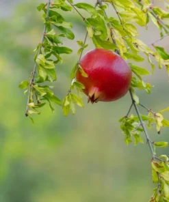 Red Pomegranate Tree Live Plant - Granatum Punicum Starter - 9-12 Inch Tall - Image 2