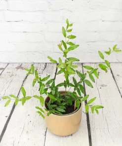 Red Pomegranate Tree Live Plant - Granatum Punicum Starter - 9-12 Inch Tall - Image 3